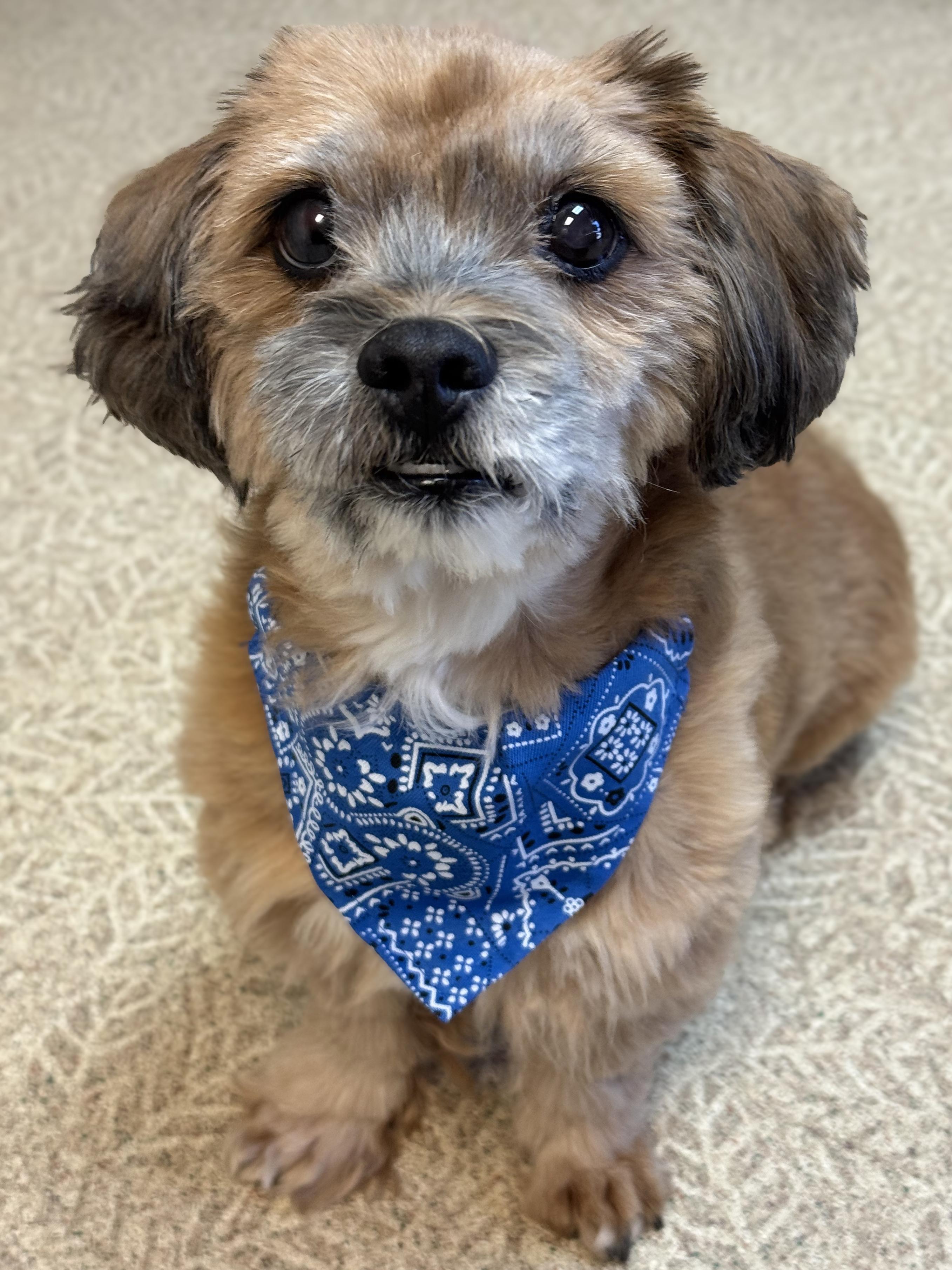 Mister, adopted, Adult Male Shih Tzu & Border Terrier.