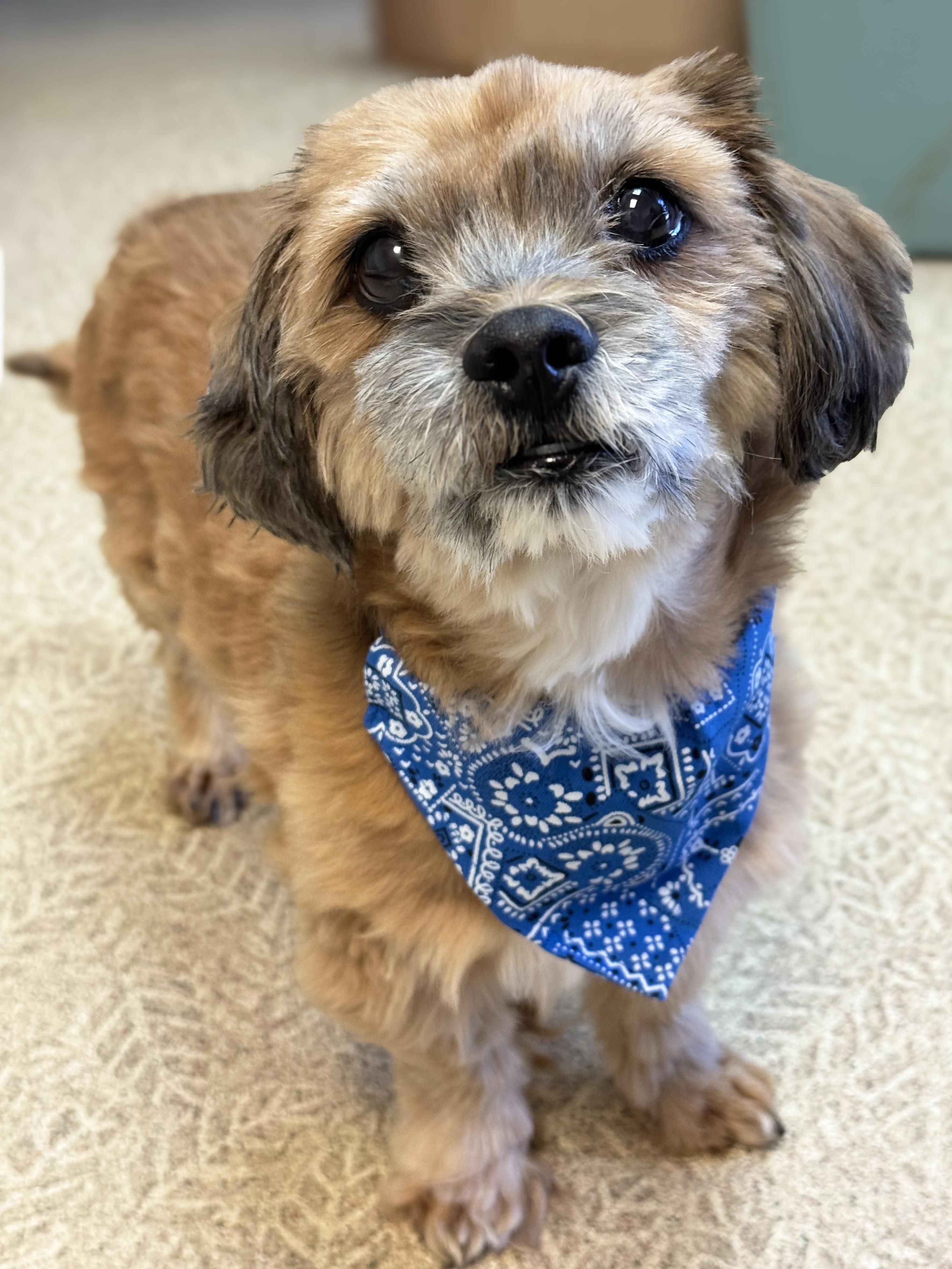 Enlarge Mister, an adopted mixed breed in Anderson, IN image 2/3