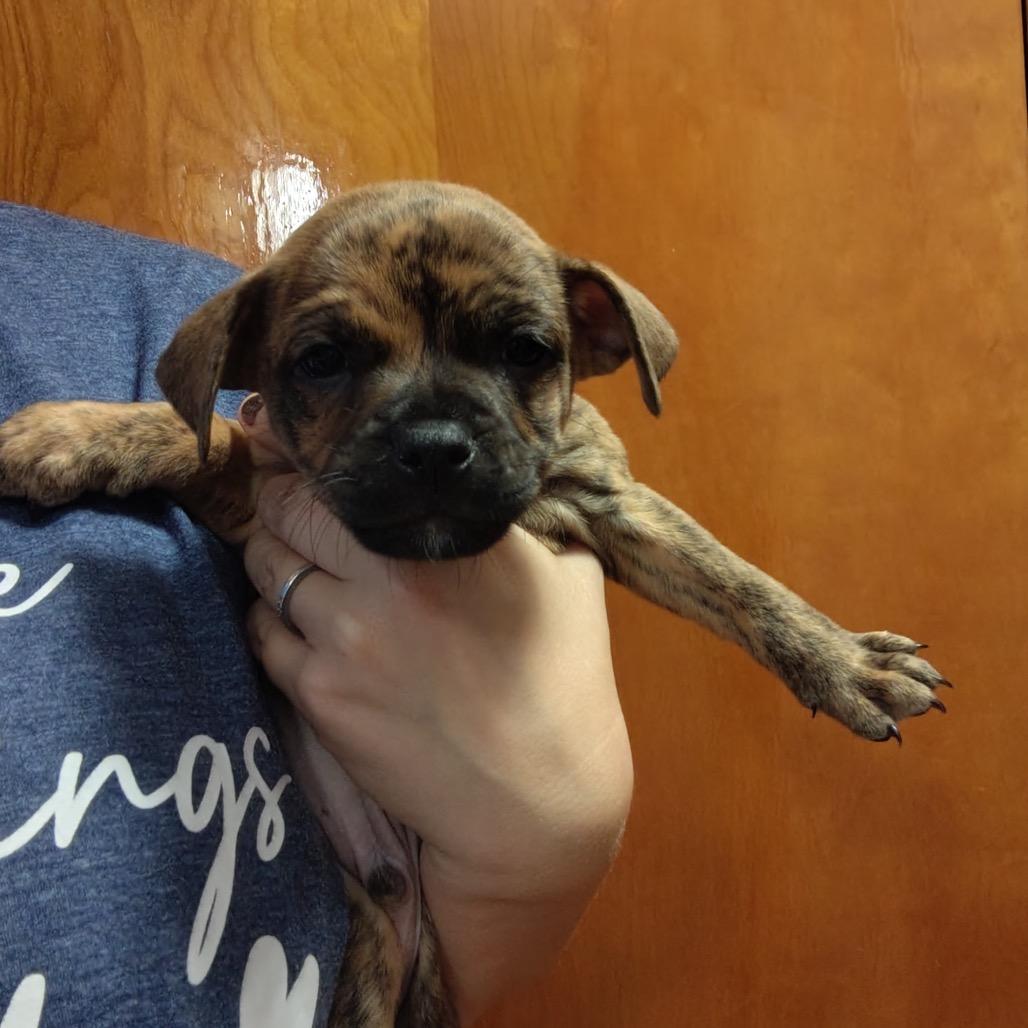 Enlarge ET, a Adoptable mixed breed in Chicago, IL image 2/5