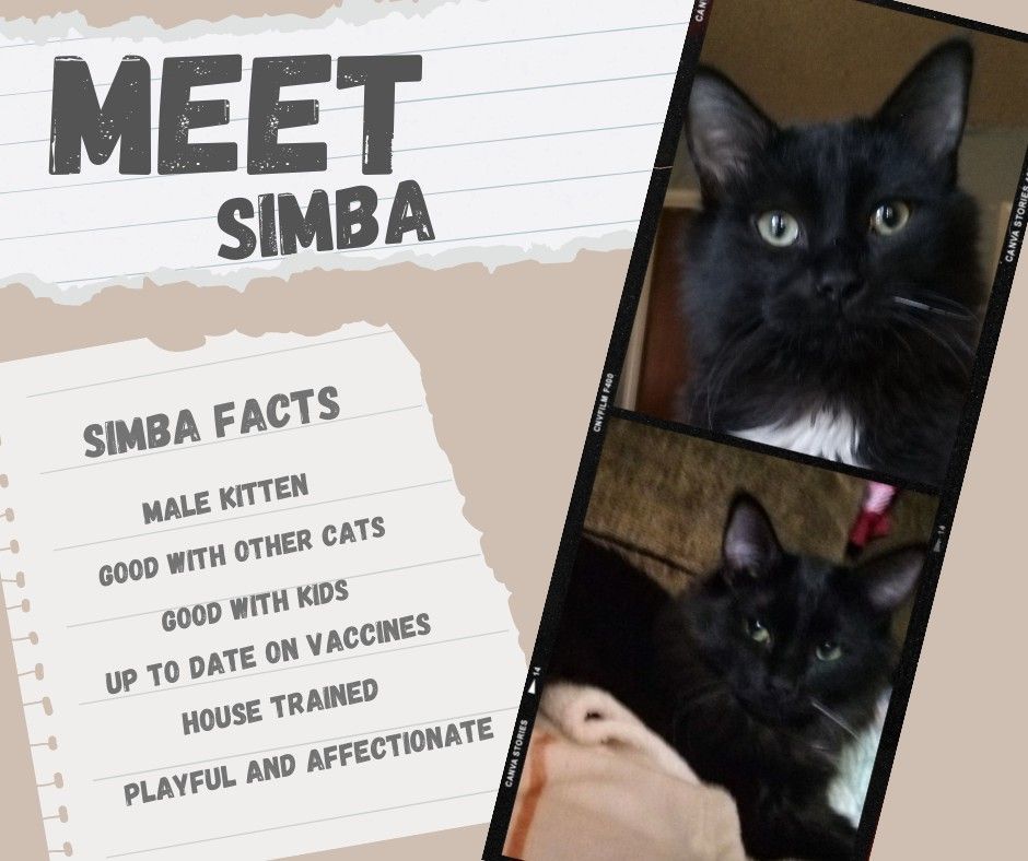 Simba photo 5