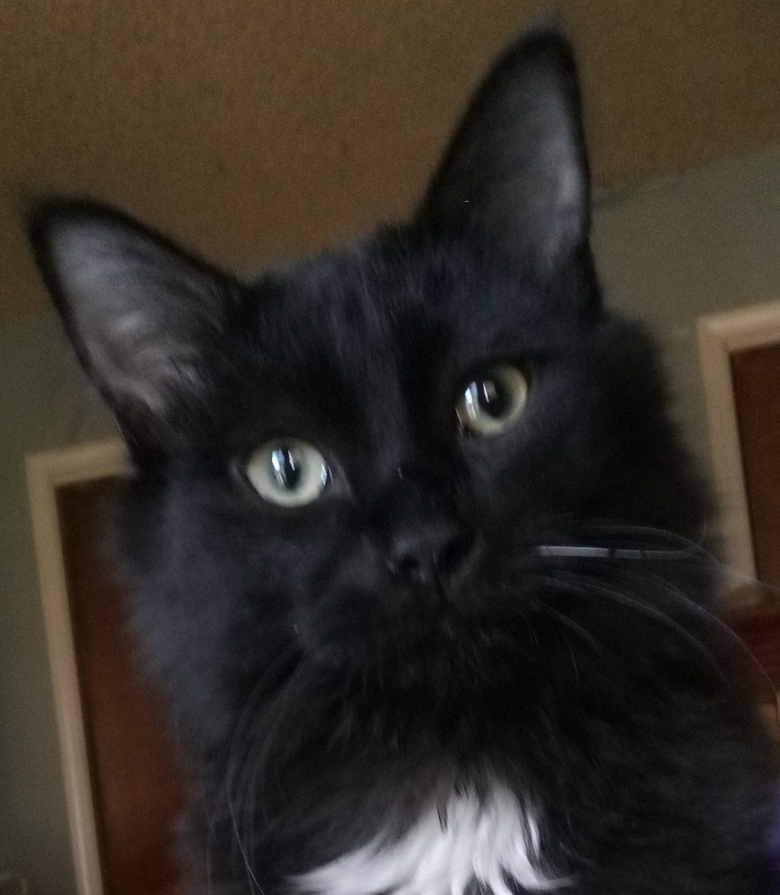 Simba, Adult Male Domestic Medium Hair