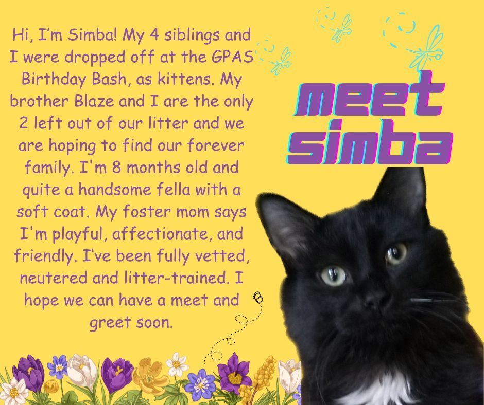 Simba photo 6