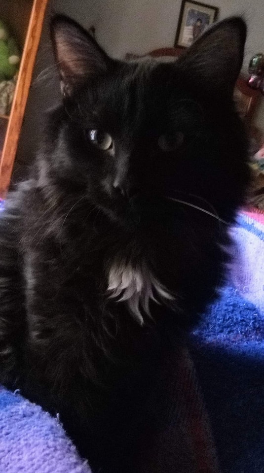Simba photo 3