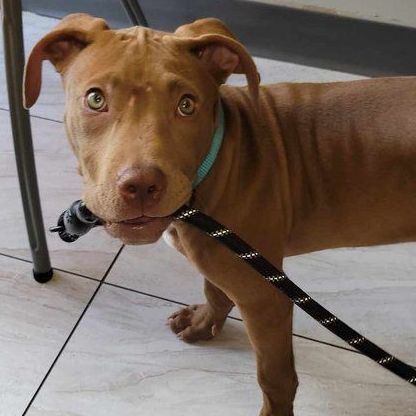 Jaxon - FOSTER NEEDED!!!, a Adoptable Pit Bull Terrier in Minneapolis, MN image 2/6