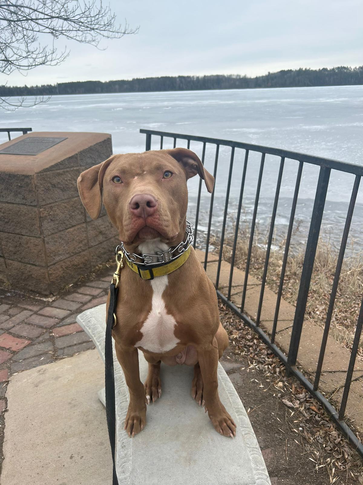 Jaxon - FOSTER NEEDED!!!, a Adoptable Pit Bull Terrier in Minneapolis, MN image 3/6