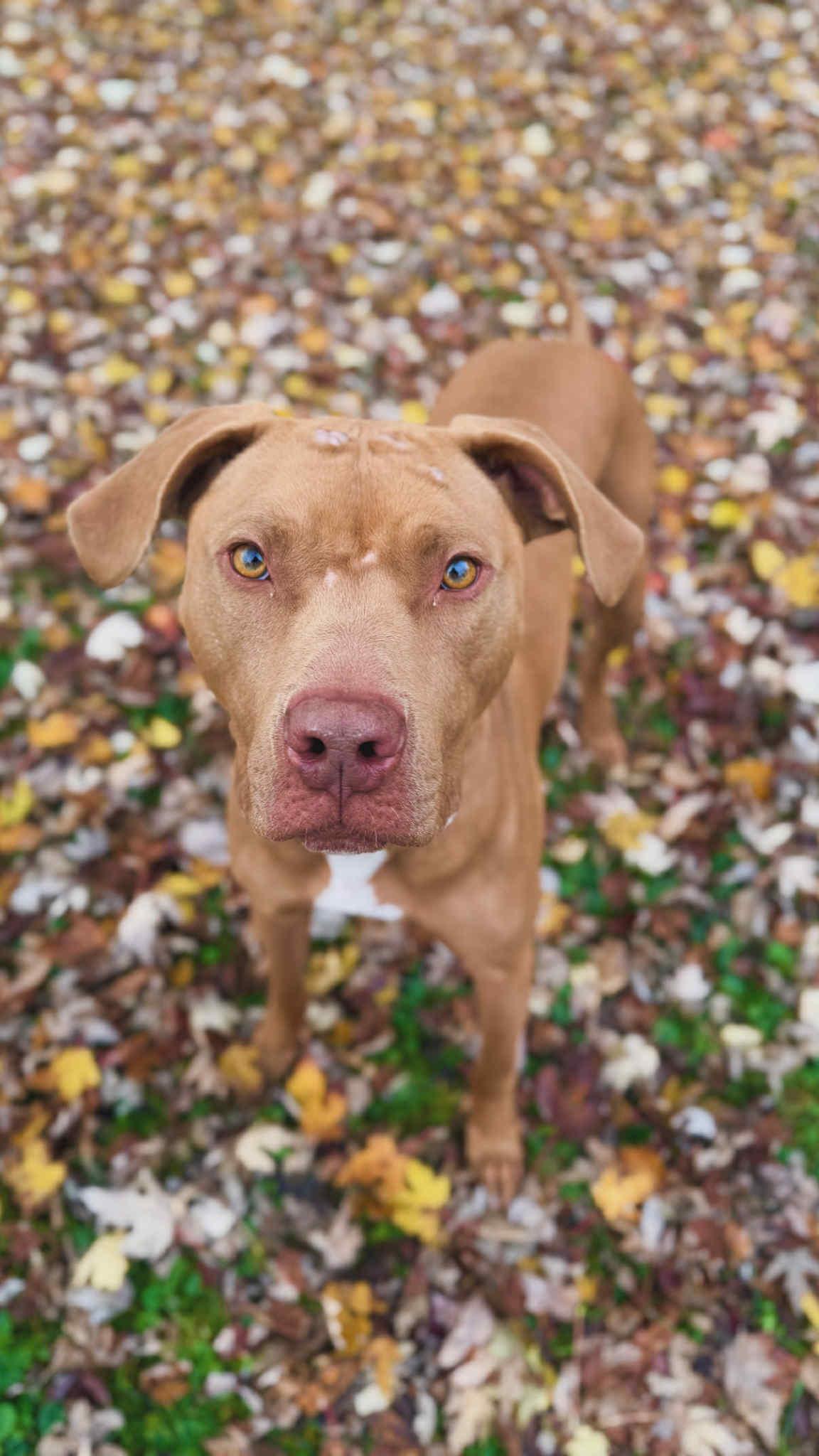 Jaxon - FOSTER NEEDED!!!, an adoptable Pit Bull Terrier in Minneapolis, MN, 55430 | Photo Image 3