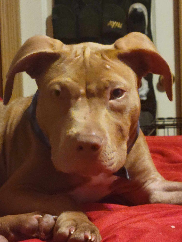 Jaxon - FOSTER NEEDED!!!, a Adoptable Pit Bull Terrier in Minneapolis, MN image 4/6