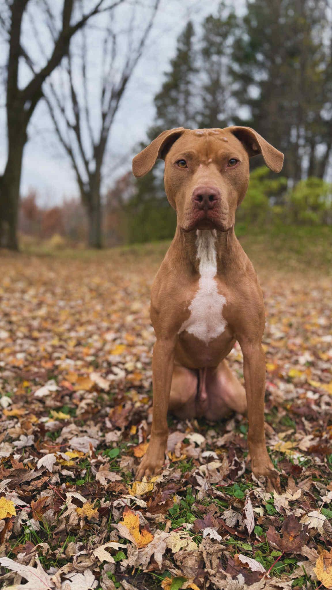 Jaxon - FOSTER NEEDED!!!, Adoptable, Young Male Pit Bull Terrier.