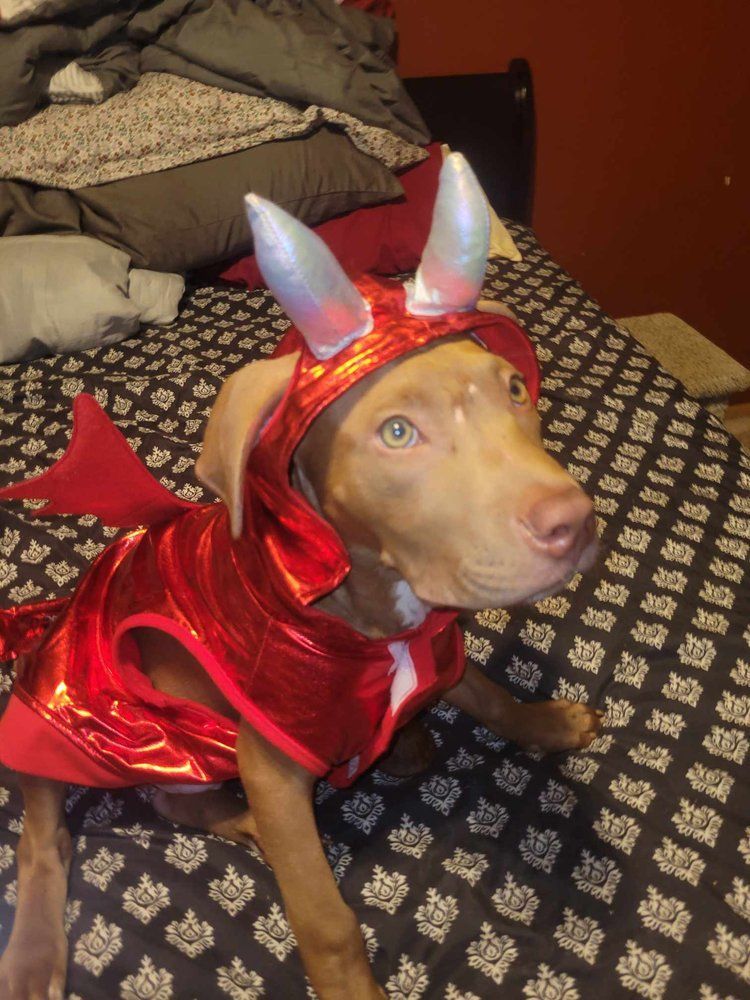 Jaxon - FOSTER NEEDED!!!, a Adoptable Pit Bull Terrier in Minneapolis, MN image 5/6