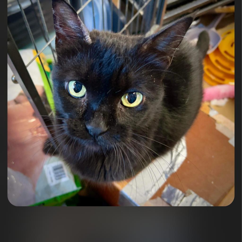 Tina, Adoptable, Adult Female Domestic Short Hair.