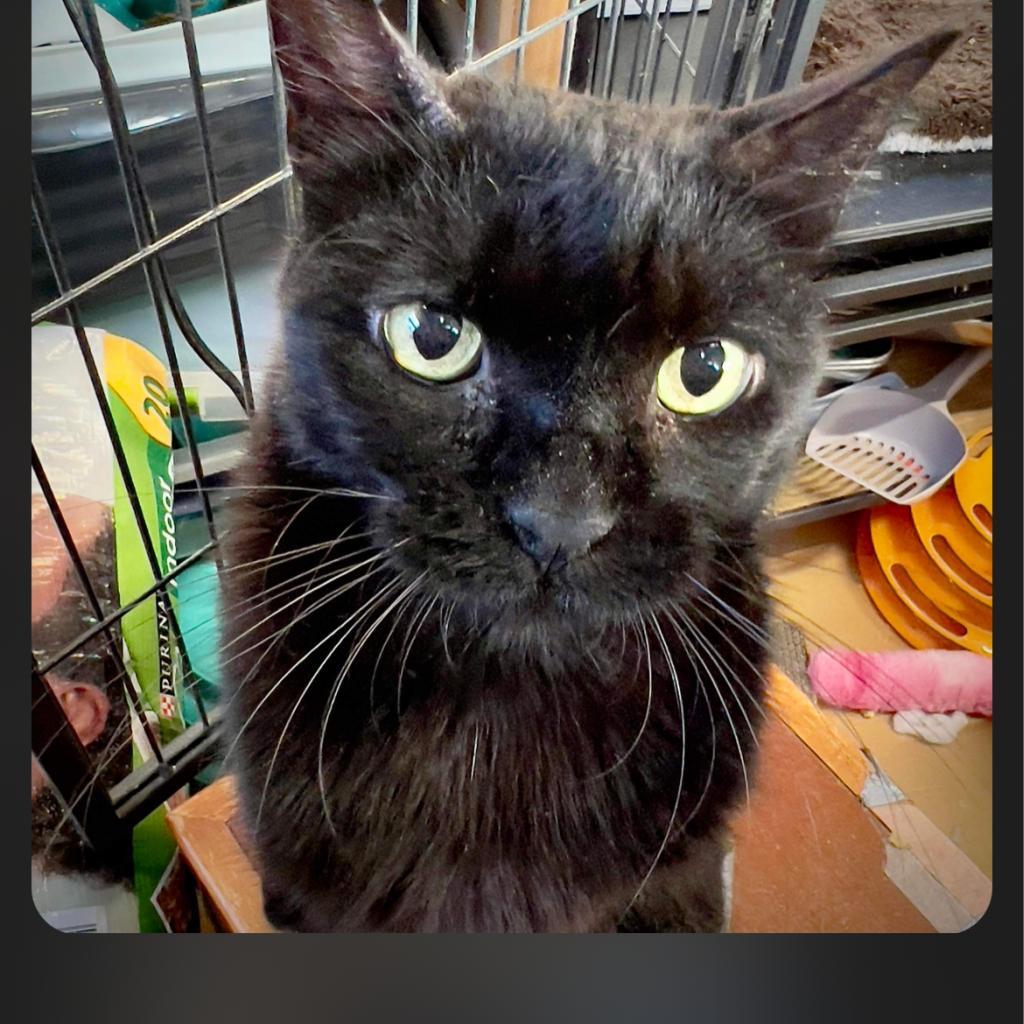 Enlarge Tina, a Adoptable Domestic Short Hair in Collinsville , OK image 2/4