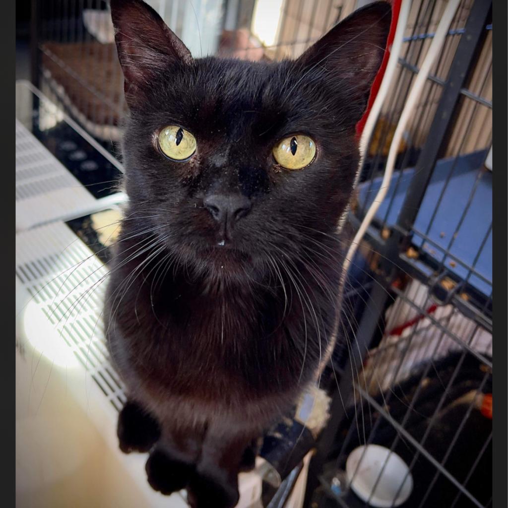 Enlarge Tina, a Adoptable Domestic Short Hair in Collinsville , OK image 3/4