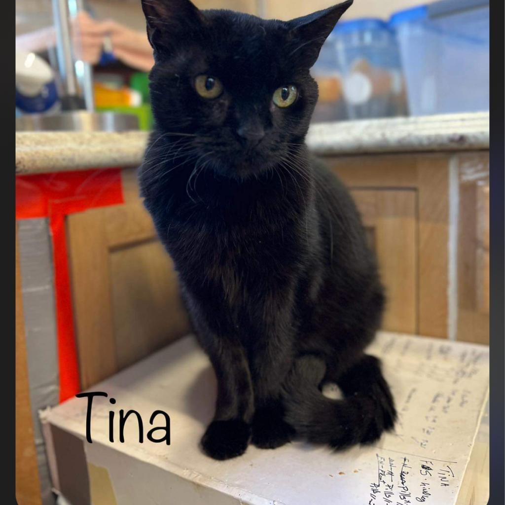 Enlarge Tina, a Adoptable Domestic Short Hair in Collinsville , OK image 4/4