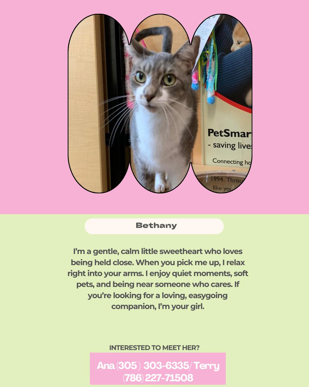 Bethany, Adoptable, Adult Female Domestic Short Hair.