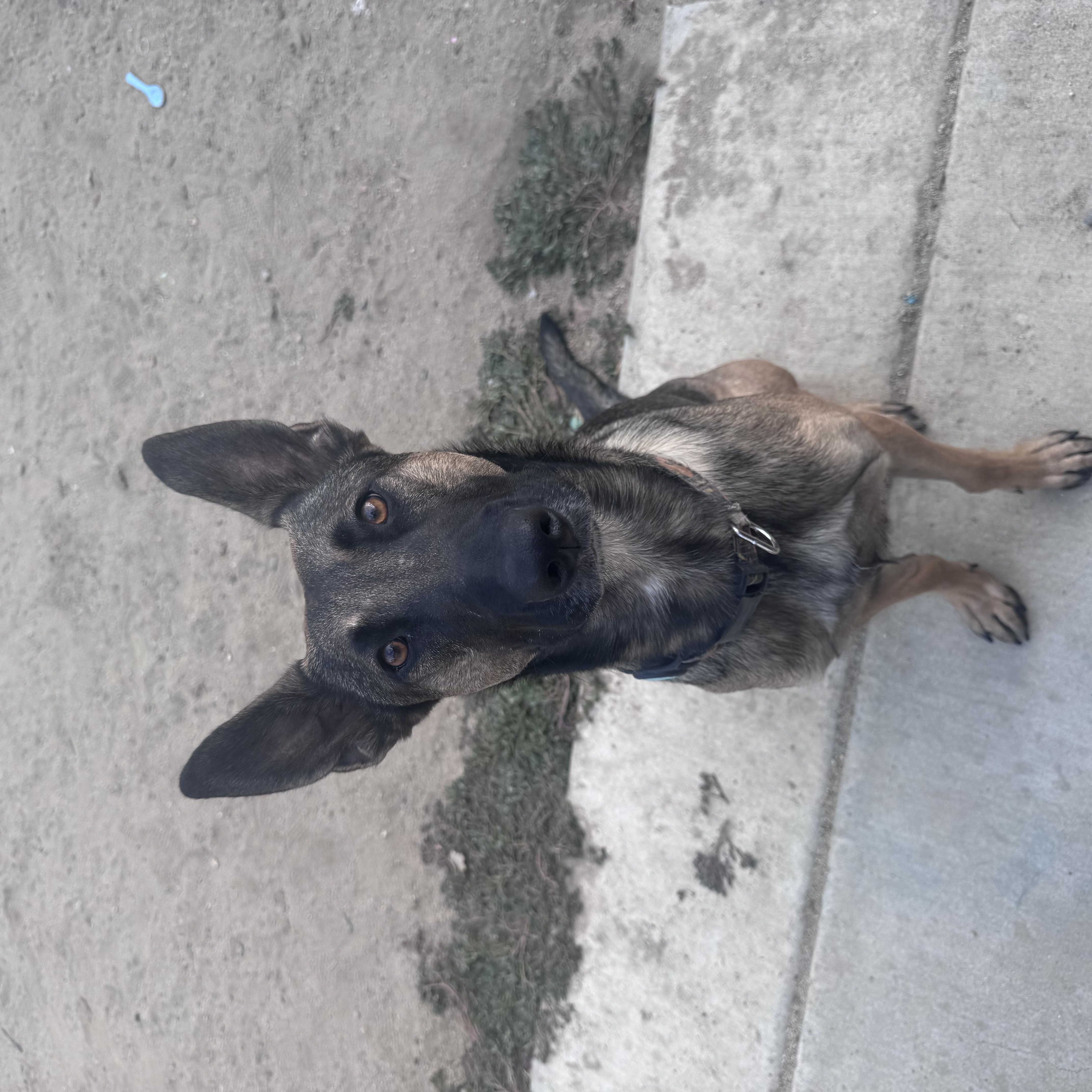 Enlarge Nova, a Adoptable Belgian Shepherd / Malinois in Murrieta, CA image 2/4