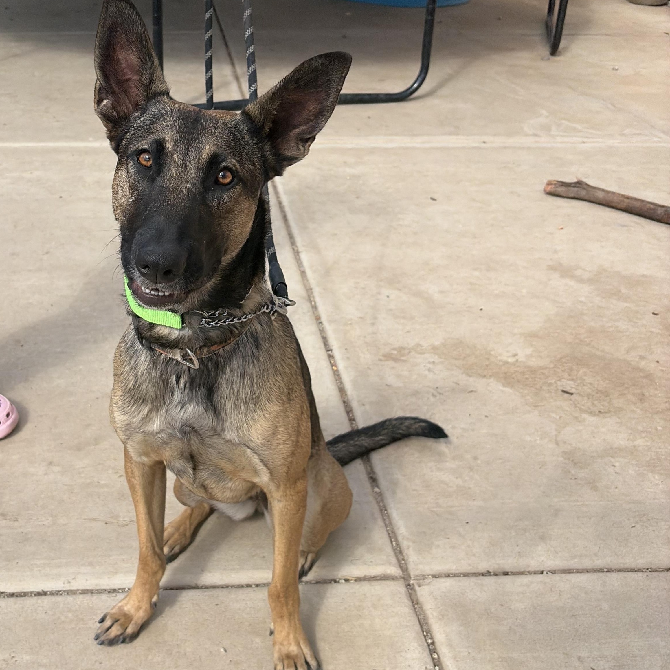 Enlarge Nova, a Adoptable Belgian Shepherd / Malinois in Murrieta, CA image 3/4