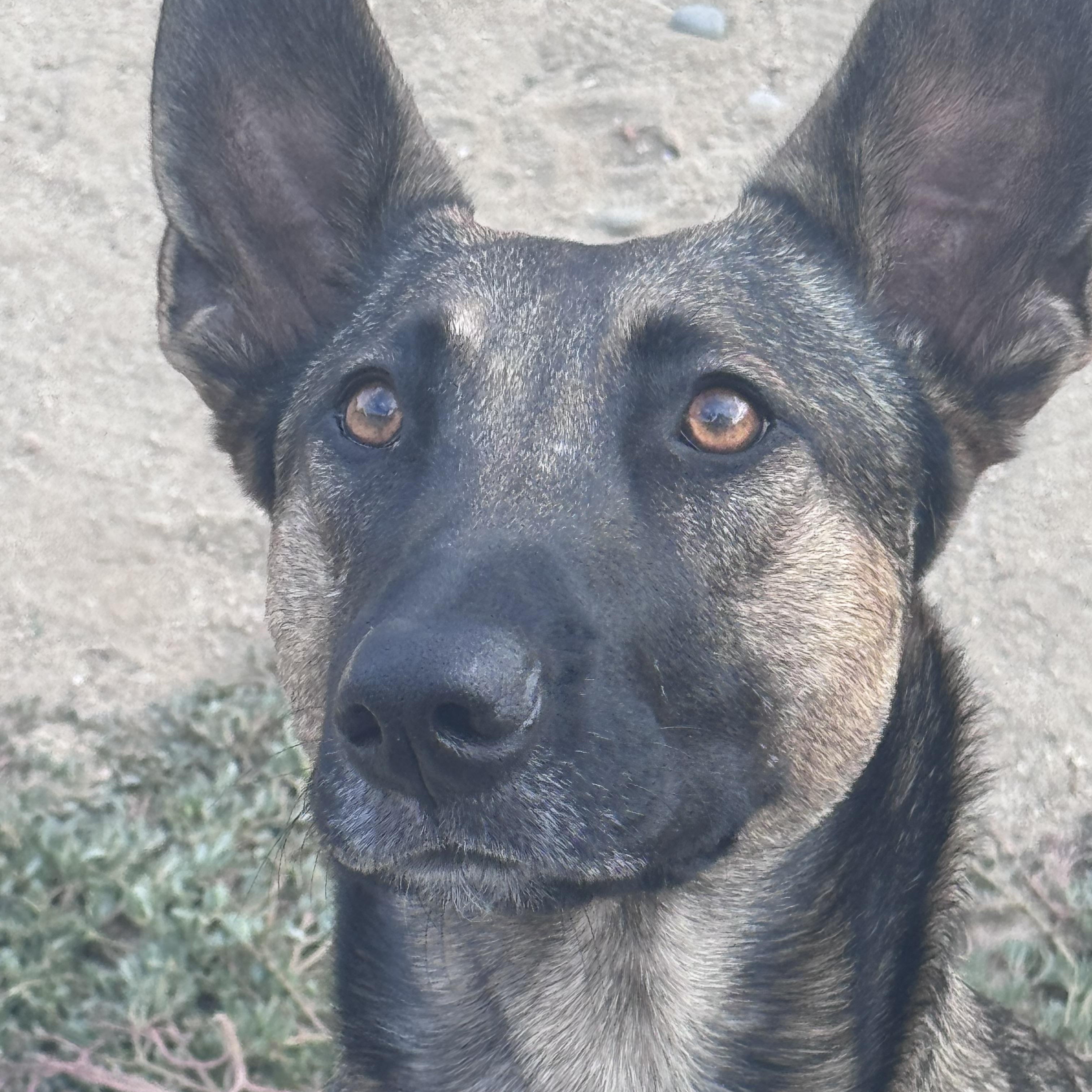 Enlarge Nova, a Adoptable Belgian Shepherd / Malinois in Murrieta, CA image 1/4