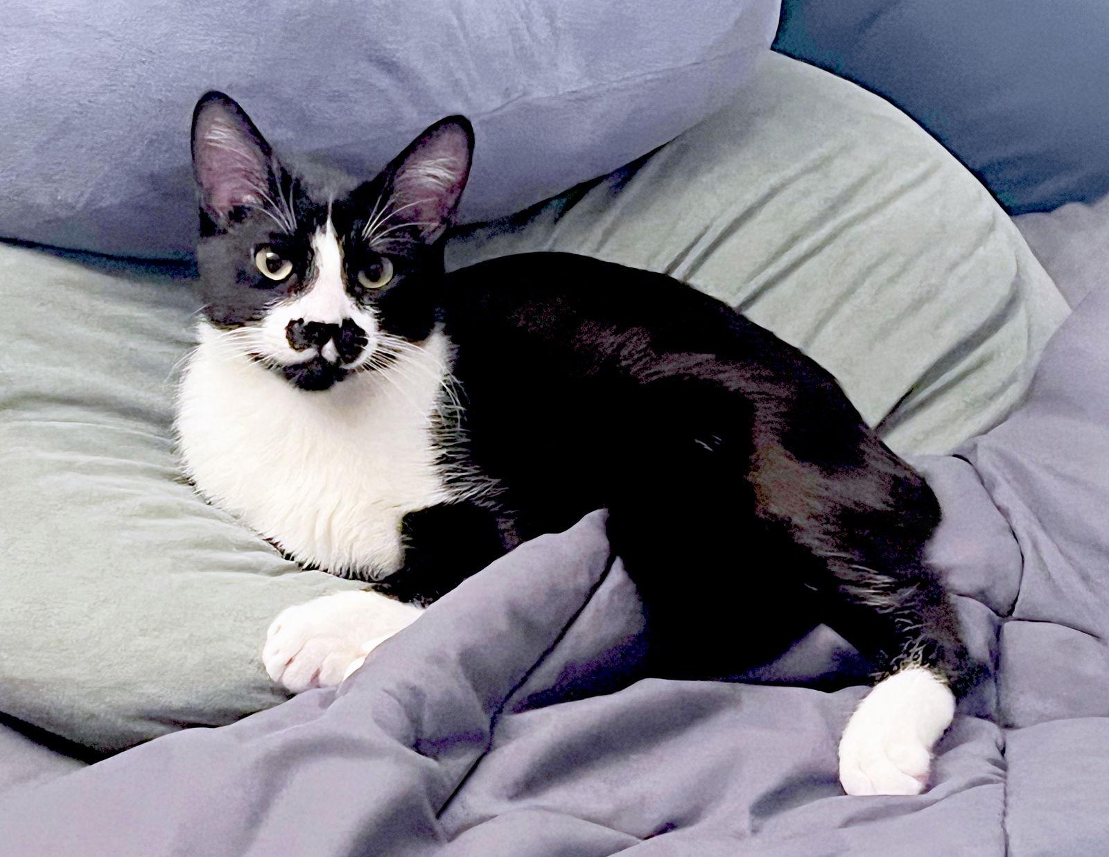 Enlarge Stachie, a Adoptable Domestic Short Hair in Alameda, CA image 1/3