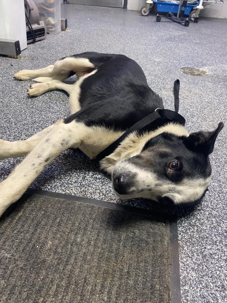 Enlarge D2148-25 Banjo, a Adoptable mixed breed in Tifton, GA image 1/2