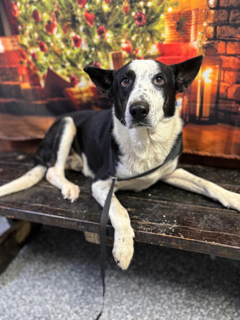 Enlarge D2148-25 Banjo, a Adoptable mixed breed in Tifton, GA image 2/2