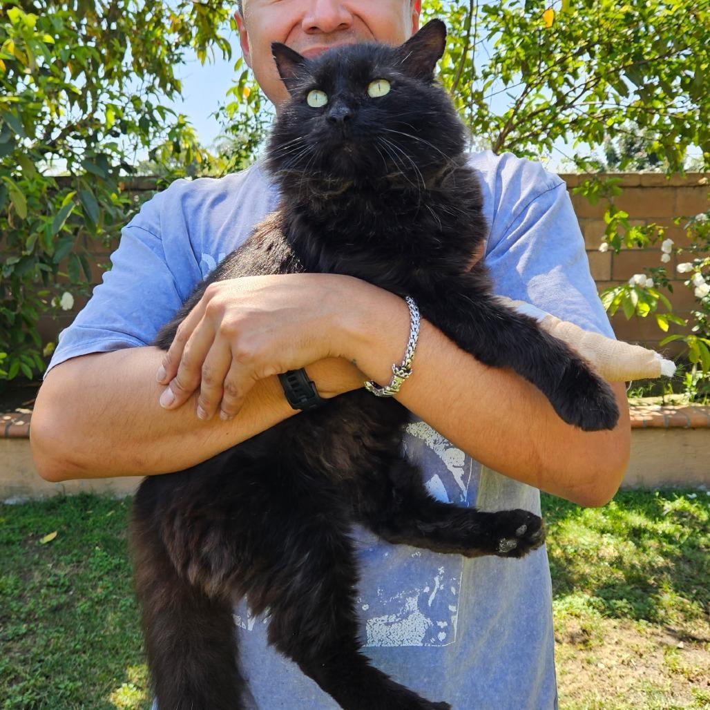 Mr. Sweetcheeks, Adoptable, Senior Male Domestic Medium Hair.