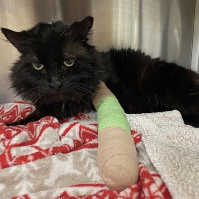 Enlarge Mr. Sweetcheeks, a Adoptable Domestic Medium Hair in Long Beach, CA image 2/5