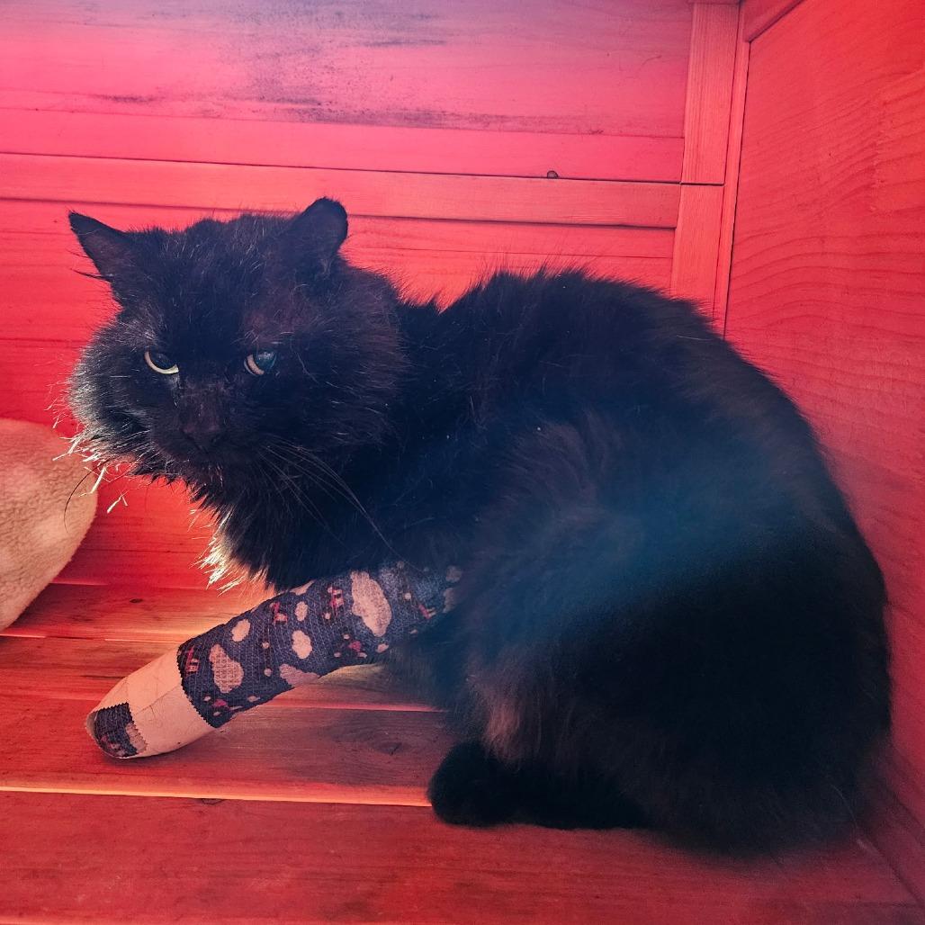 Enlarge Mr. Sweetcheeks, a Adoptable Domestic Medium Hair in Long Beach, CA image 3/5