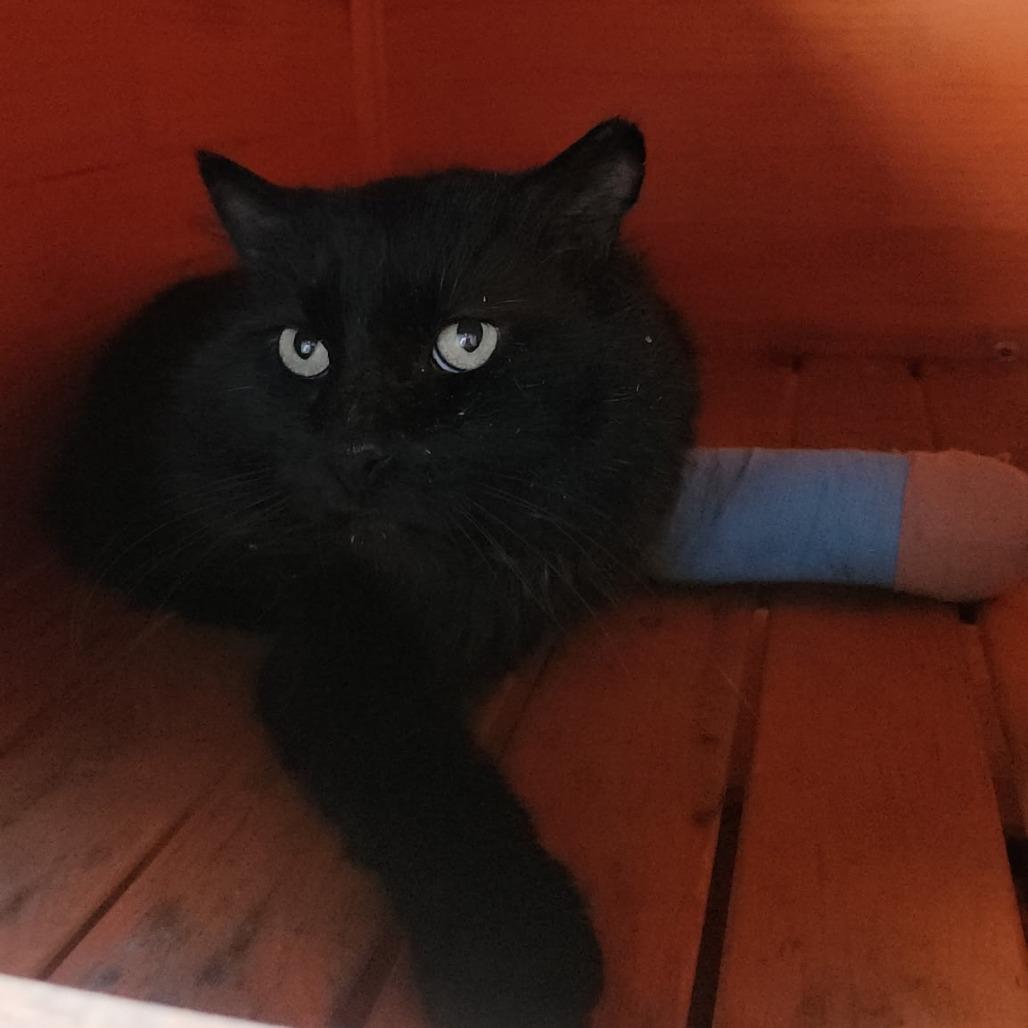 Enlarge Mr. Sweetcheeks, a Adoptable Domestic Medium Hair in Long Beach, CA image 4/5