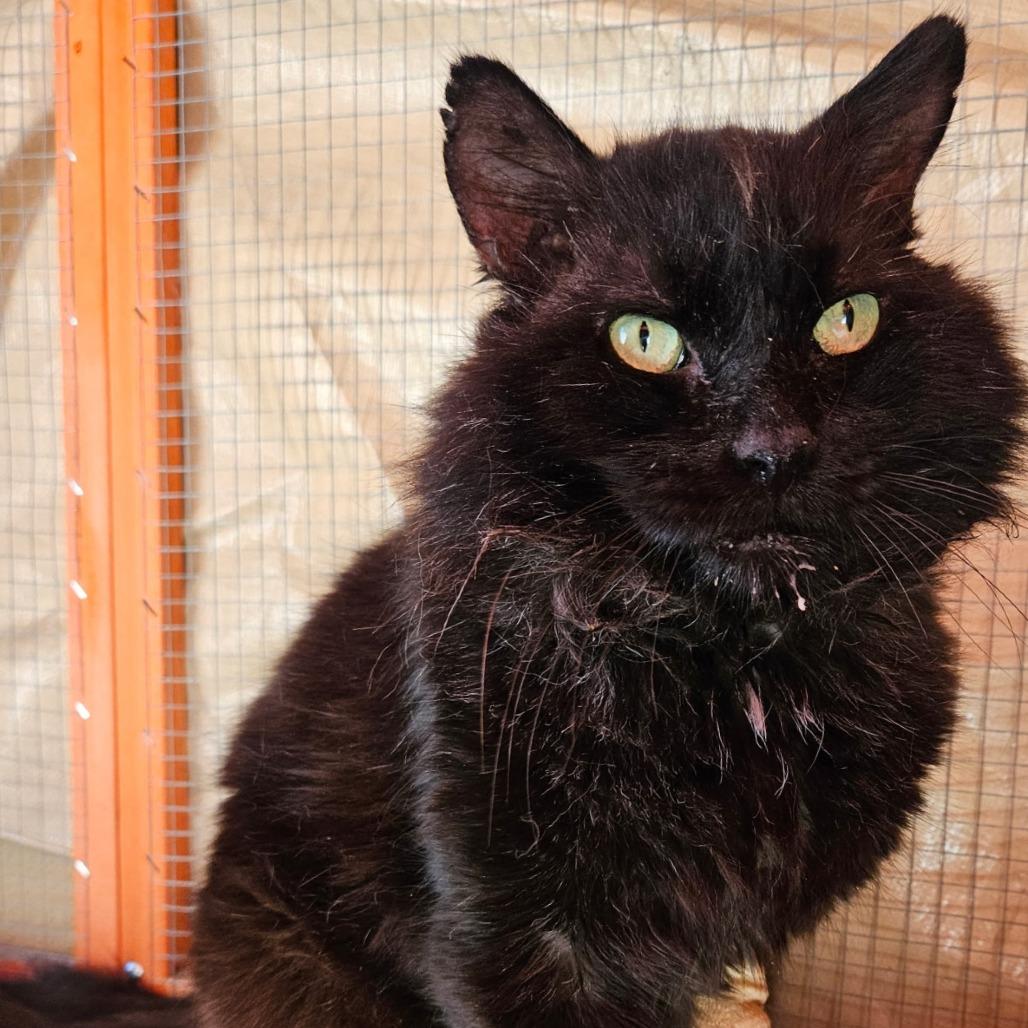 Enlarge Mr. Sweetcheeks, a Adoptable Domestic Medium Hair in Long Beach, CA image 5/5