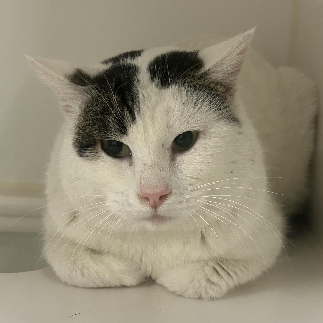 Trouble Puffs, Adoptable, Young Male Domestic Short Hair.