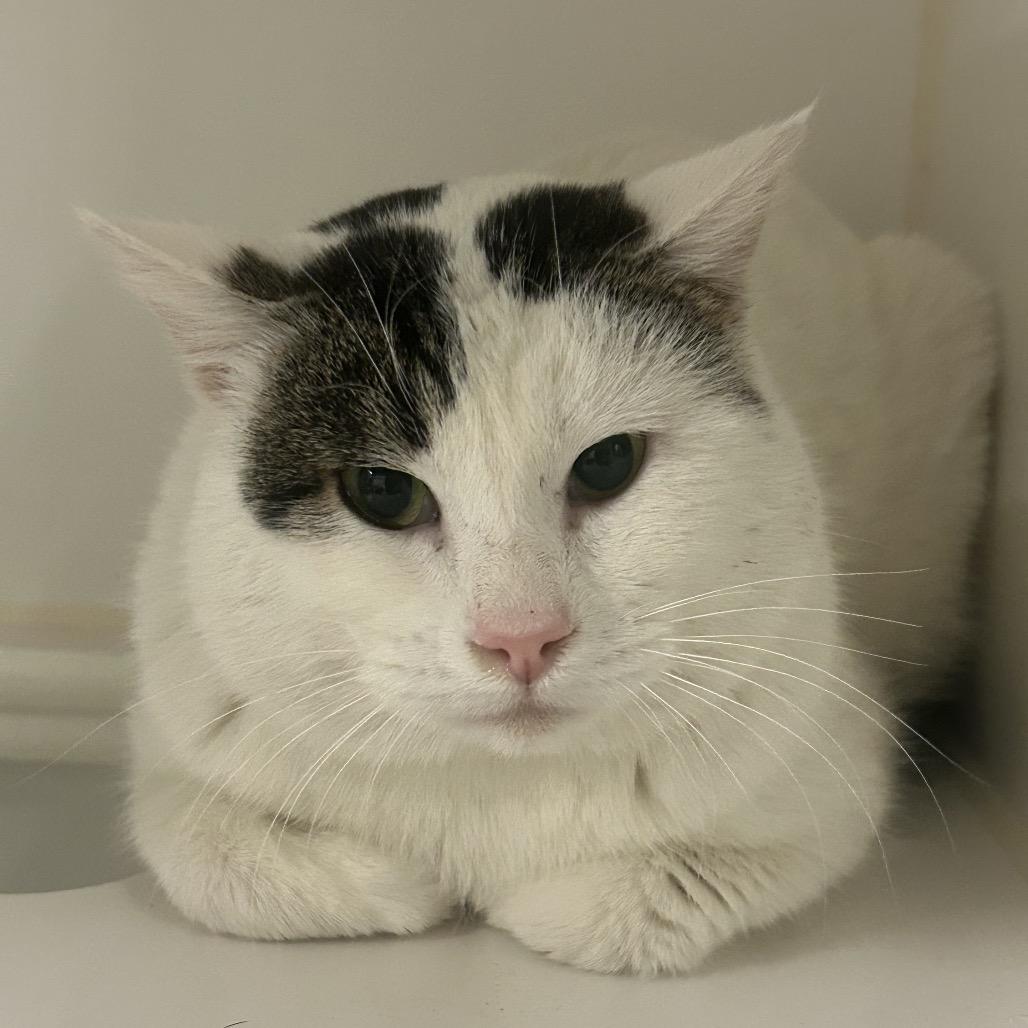 Enlarge Trouble Puffs, a Adoptable Domestic Short Hair in Park City, UT image 2/4