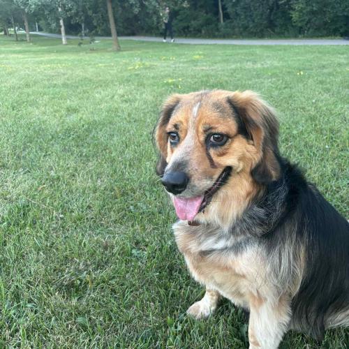 Enlarge Bash, a Adoptable mixed breed in Sunderland, ON image 2/5