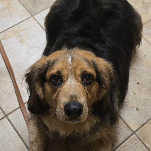 Enlarge Bash, a Adoptable mixed breed in Sunderland, ON image 3/5