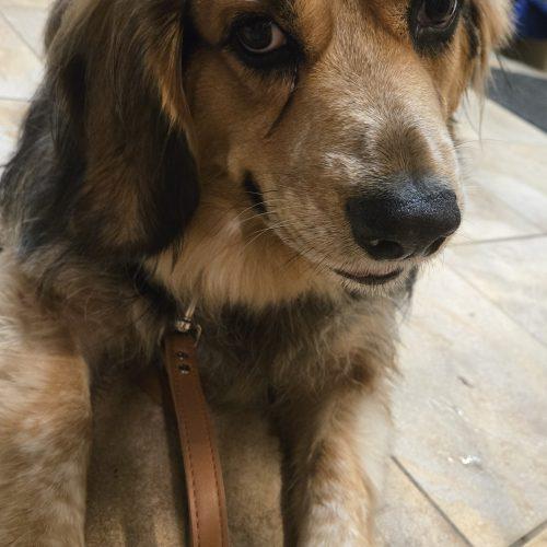 Enlarge Bash, a Adoptable mixed breed in Sunderland, ON image 4/5