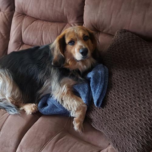Enlarge Bash, a Adoptable mixed breed in Sunderland, ON image 5/5