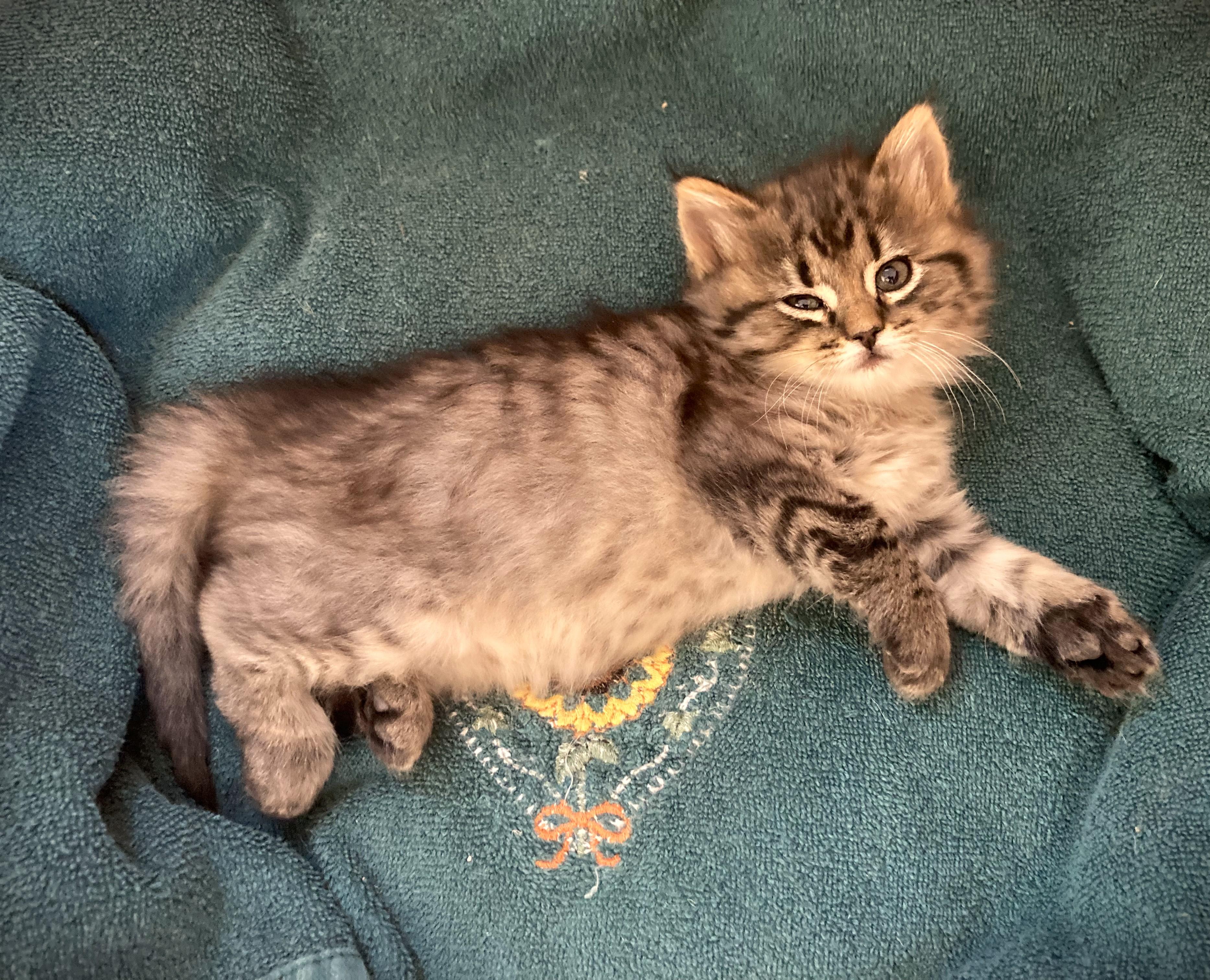 Enlarge JAKE-pending, a ADOPTABLE Domestic Long Hair in Mankato, MN image 3/4