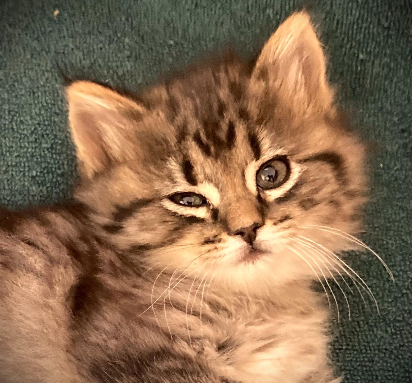 Enlarge JAKE-pending, a ADOPTABLE Domestic Long Hair in Mankato, MN image 4/4