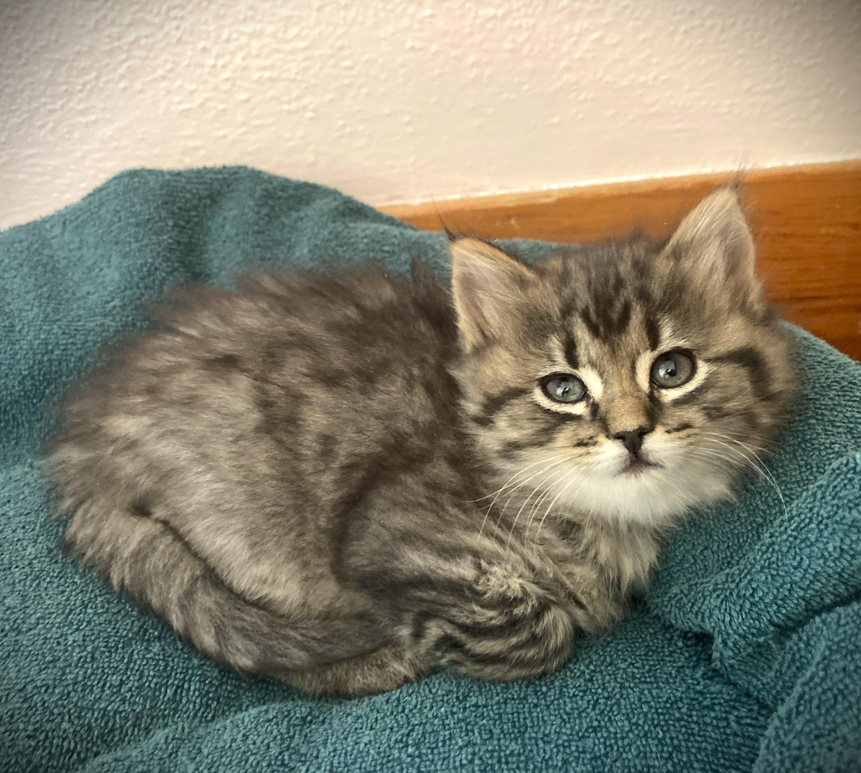 Enlarge JAKE-pending, a ADOPTABLE Domestic Long Hair in Mankato, MN image 2/4