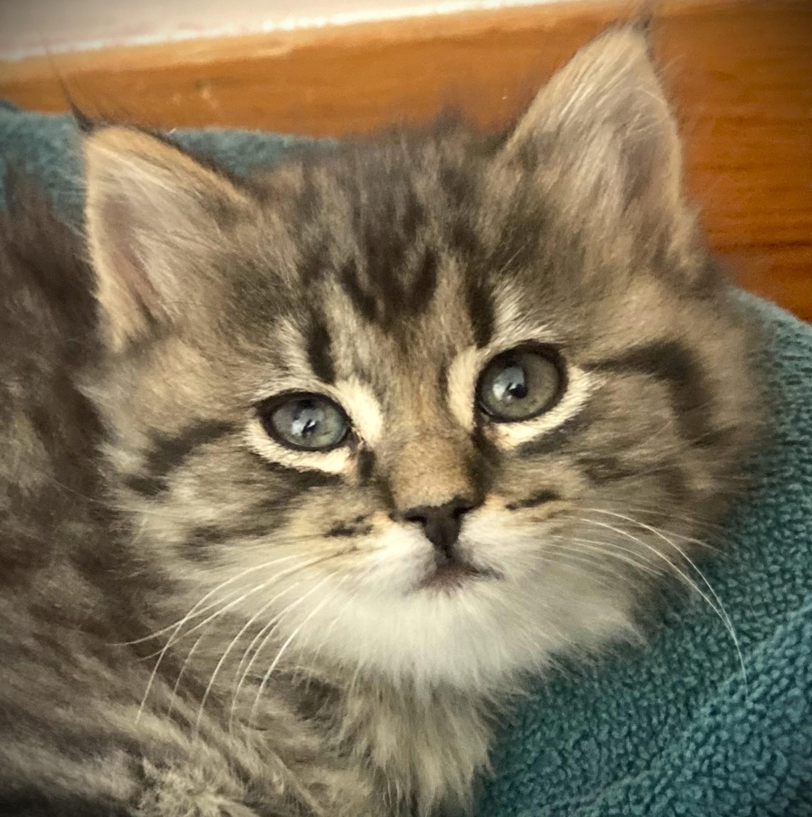 Enlarge JAKE-pending, a ADOPTABLE Domestic Long Hair in Mankato, MN image 1/4