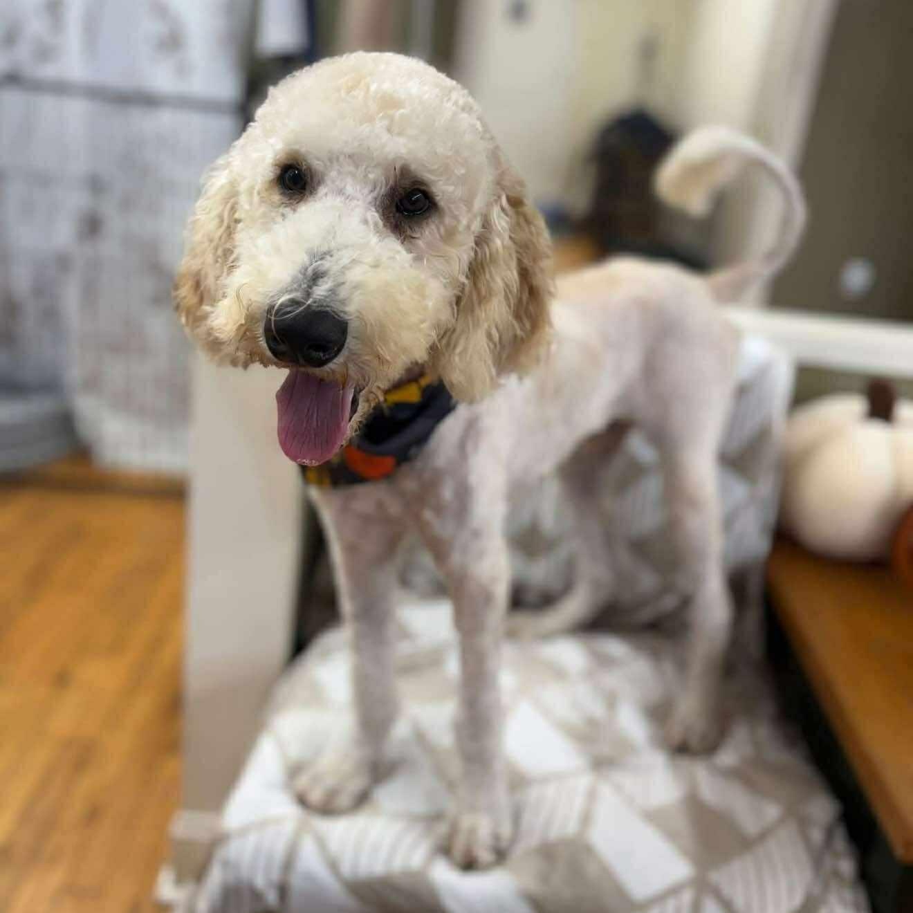 Teddy, an adoptable Goldendoodle in North Grafton, MA image 1/2