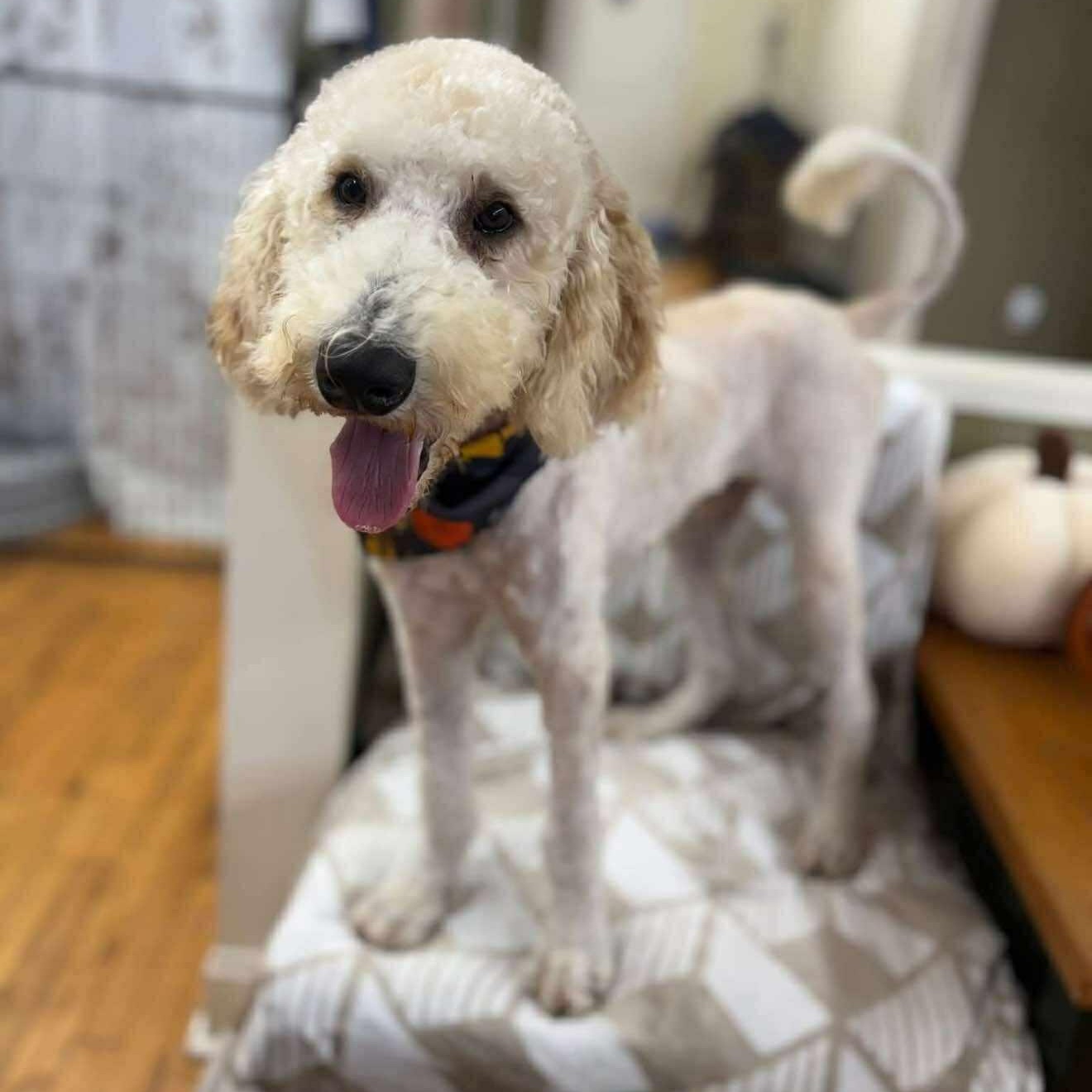 Teddy, an adoptable Goldendoodle in North Grafton, MA image 2/2