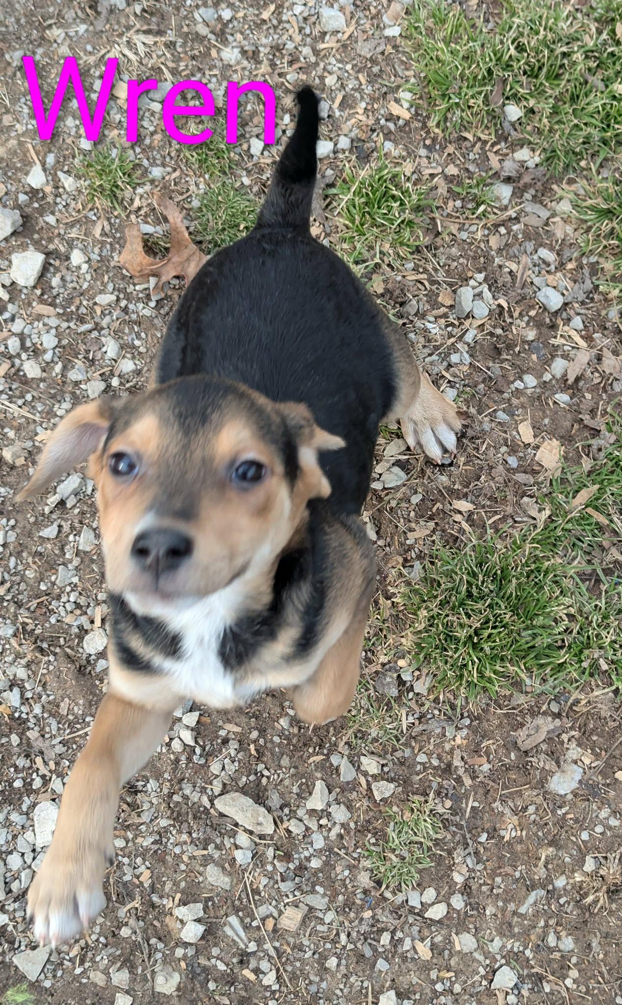 Wren, adopted, Puppy Female Beagle & Jack Russell Terrier.