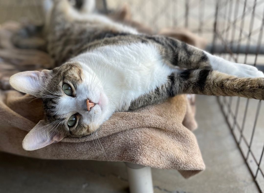 Enlarge Marshall, a Adoptable Tabby in Midway City, CA image 1/10