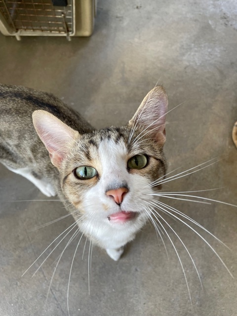 Enlarge Marshall, a Adoptable Tabby in Midway City, CA image 2/10