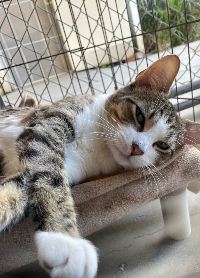 Enlarge Marshall, a Adoptable Tabby in Midway City, CA image 3/10