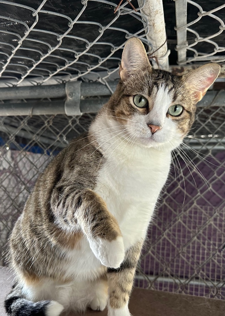 Enlarge Marshall, a Adoptable Tabby in Midway City, CA image 4/10