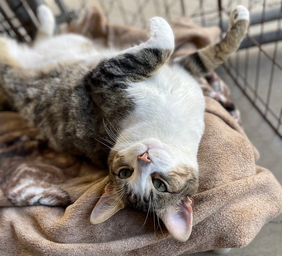 Enlarge Marshall, a Adoptable Tabby in Midway City, CA image 5/10