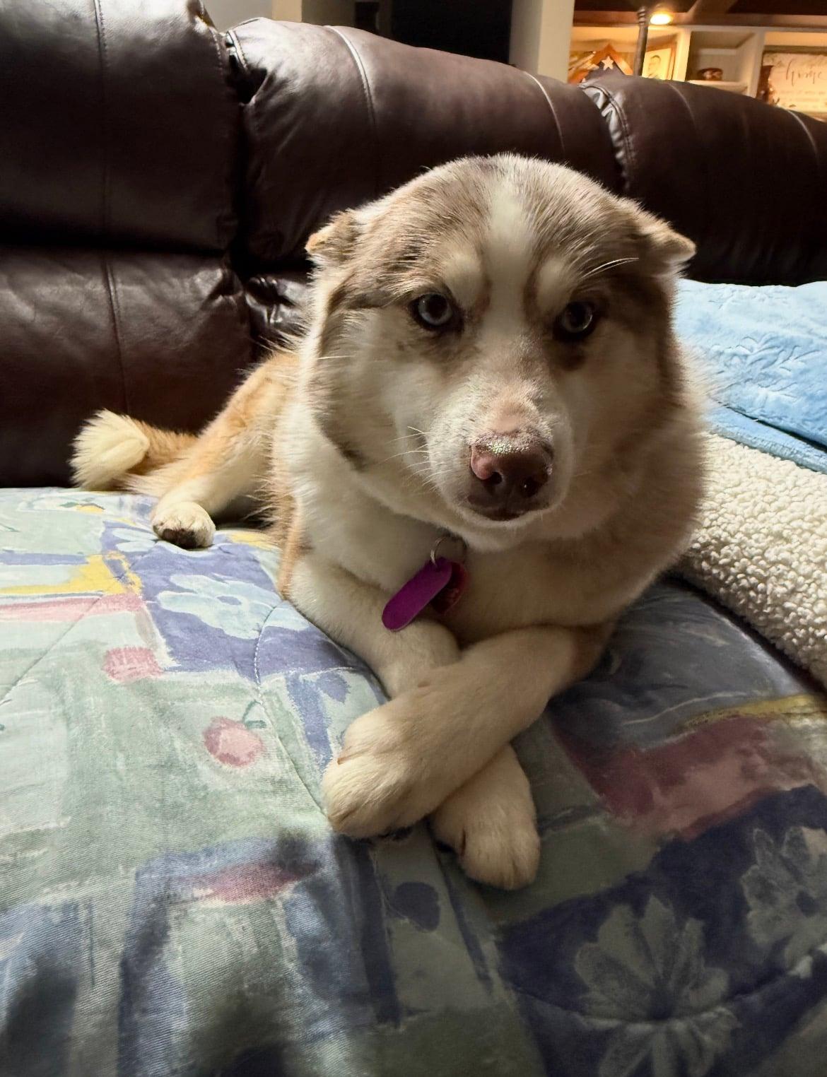 Callie!!, an adoptable mixed breed in Celina, OH image 3/4