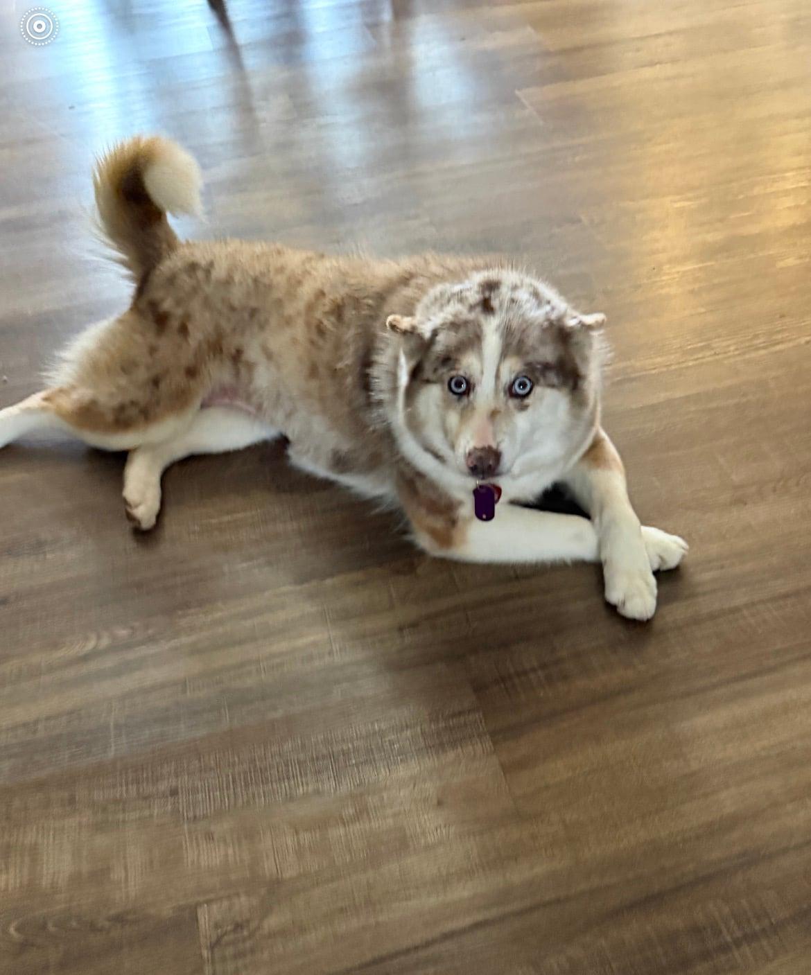 Callie!!, an adoptable mixed breed in Celina, OH image 2/4