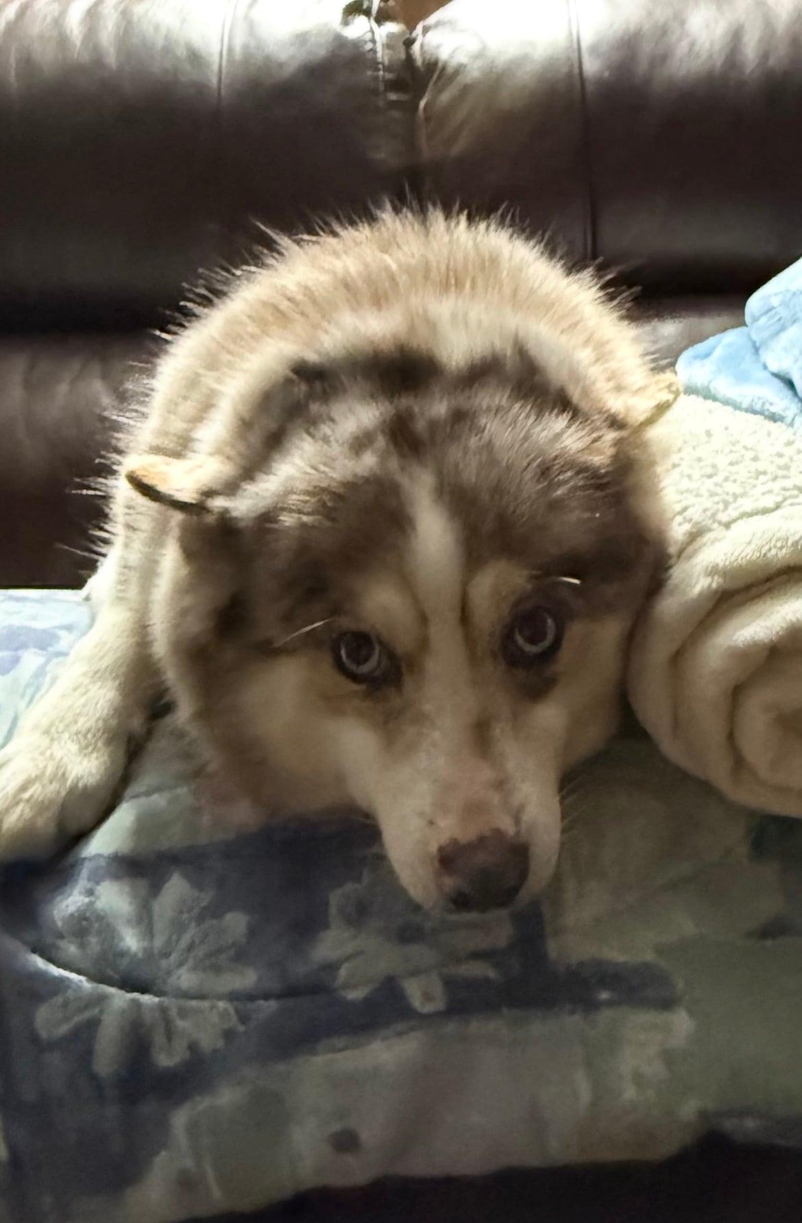 Callie!!, an adoptable mixed breed in Celina, OH image 4/4